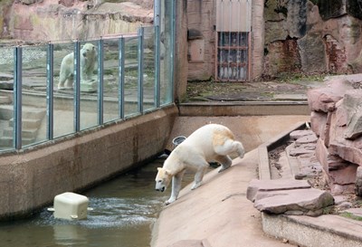 Nuremberg Zoo (2).jpg