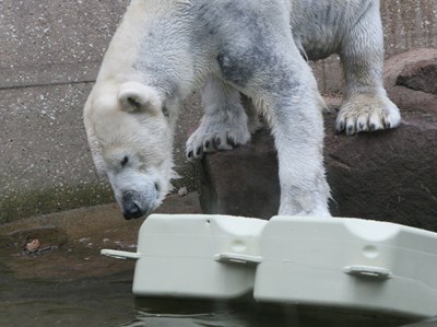 Nuremberg Zoo (6).jpg